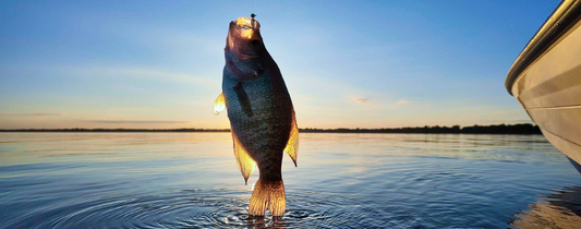 A crappie fish jumping from the water at sunrise, showcasing the beauty of early morning fishing with Thermocline Lures.